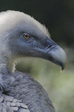 Geier im Zoo