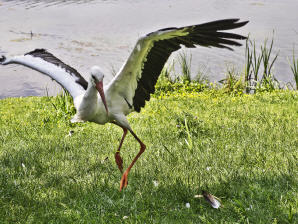 Der tanzende Storch