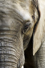 Elefant im Zoo