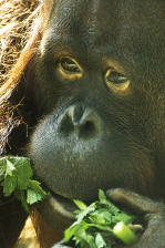 Orang Utan