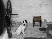 Hund in Bodega