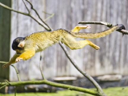Nur Fliegen ist sch&ouml;ner ...