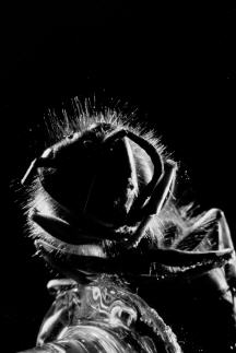 Eine Wespe