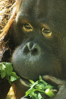 Orang Utan